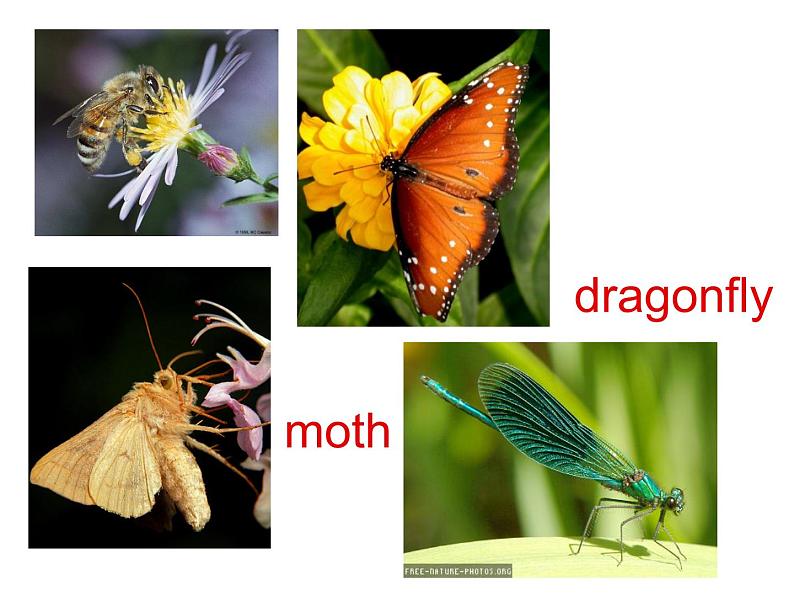 2020-2021学年牛津上海版高中一年级第二学期Unit 4 Creatures large and small reading课件08
