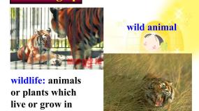 人教版 (新课标)Unit 4 Wildlife Protection集体备课ppt课件