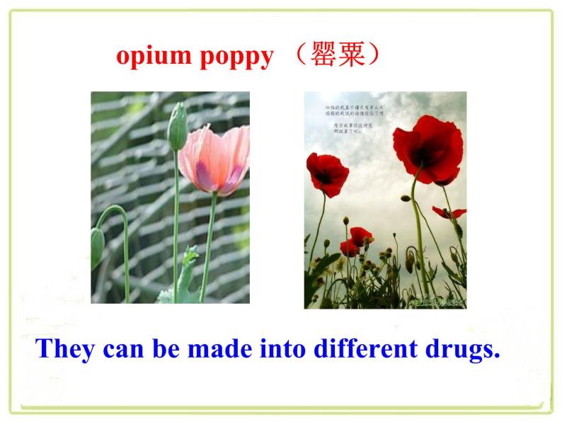 Module 2 No Drugs  Reading and vocabulary PPT课件04