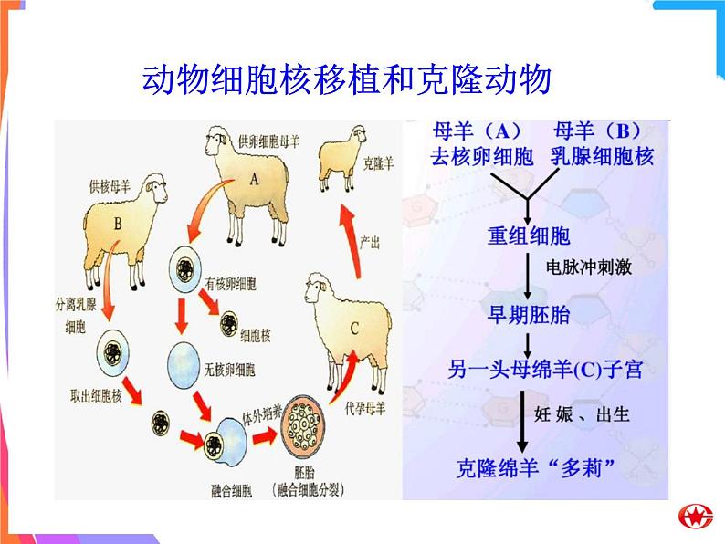 Module 5 CloningVocabulry and ReadingPPT课件第7页
