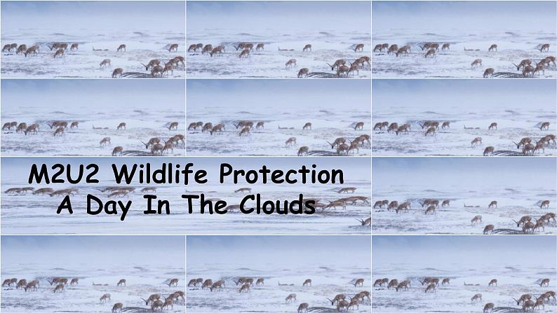 人教版必修第二册 Unit 2 Wildlife protection A Day in the clouds 课件第1页