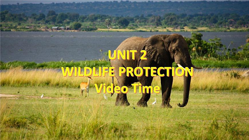 Unit 2 Wildlife protection 2.4 Video Time 課件第2頁