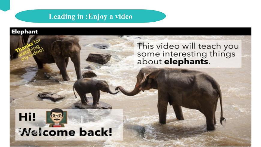 Unit 2 Wildlife protection 2.4 Video Time 課件第4頁