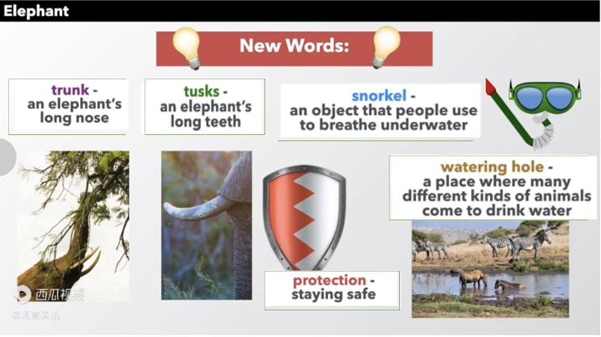 Unit 2 Wildlife protection 2.4 Video Time 課件第6頁