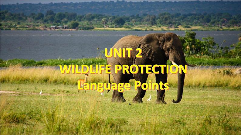 Unit 2 Wildlife protection 2.5 Language points 课件第2页