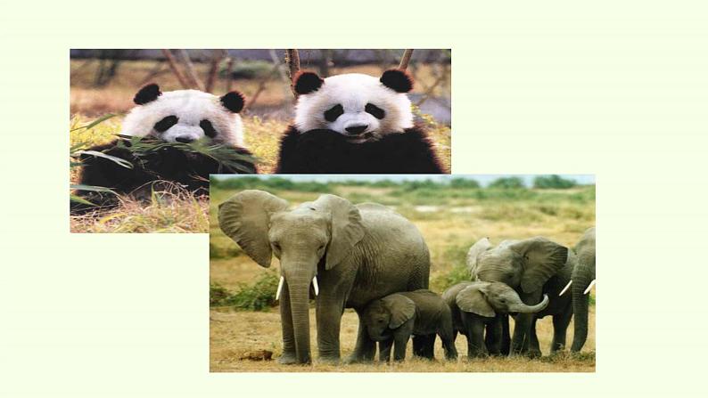 Unit 2 Wildlife Protection Period 2 A Day in the Clouds 课件04