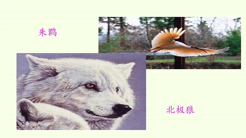 Unit 2 Wildlife Protection Period 2 A Day in the Clouds 课件05