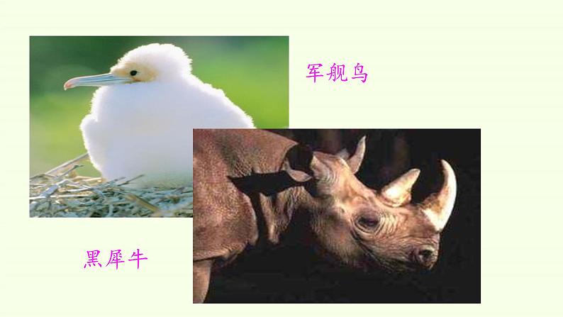 Unit 2 Wildlife Protection Period 2 A Day in the Clouds 课件06