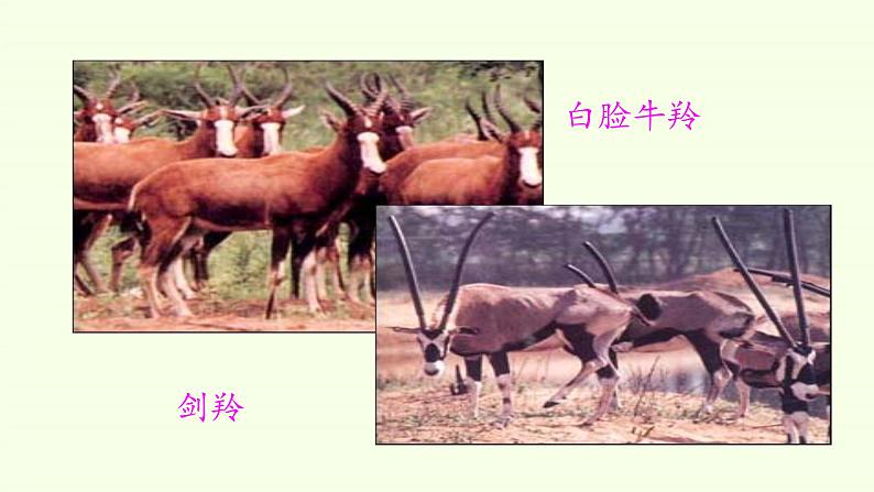 Unit 2 Wildlife Protection Period 2 A Day in the Clouds 课件07
