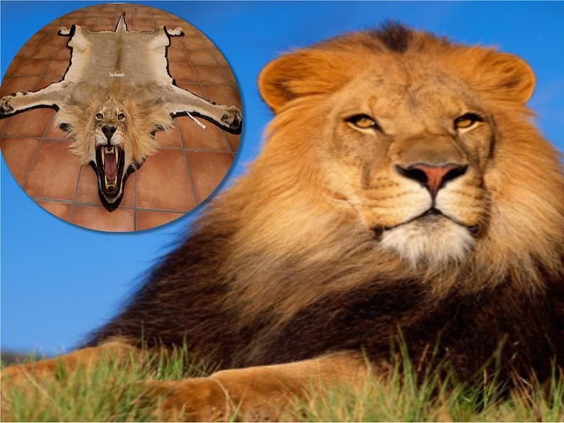 Unit 2 Wildlife Protection Listening and Speaking 课件05