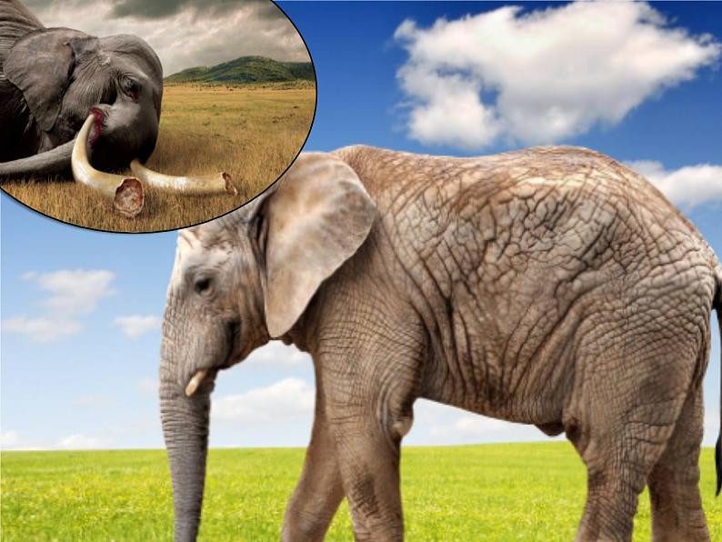 Unit 2 Wildlife Protection Listening and Speaking 课件06
