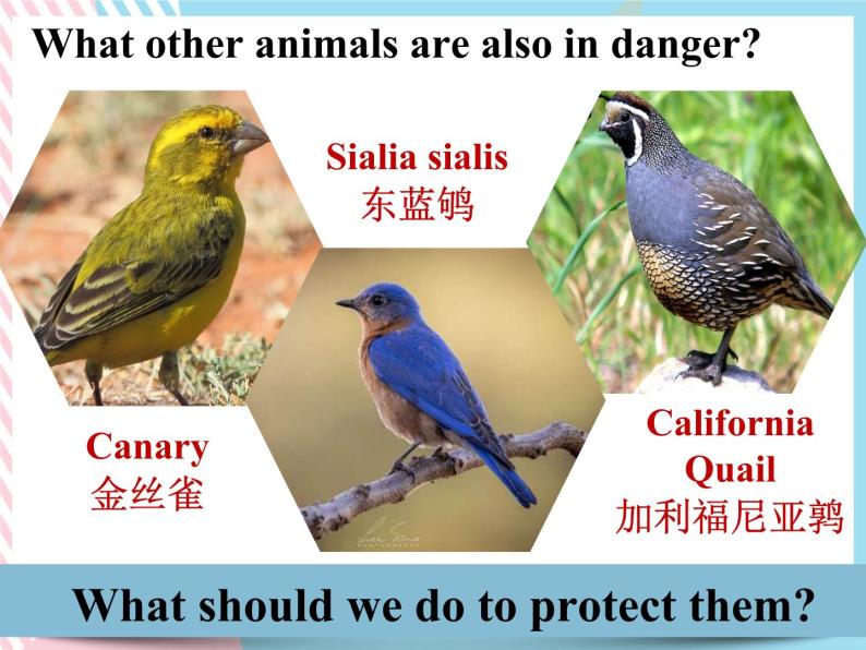 Unit 2 Wildlife Protection Listening and Talking 课件03