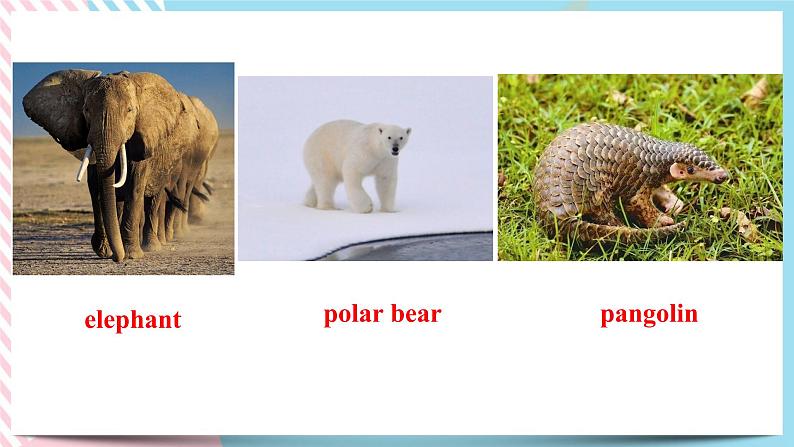 Unit 2 Wildlife Protection Listening and Speaking 2个课件+音频06
