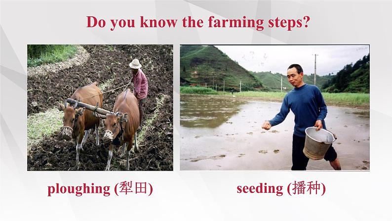 新人教版高中英语选择性必修一Unit5Working the Land-Reading and Thinking课件第7页