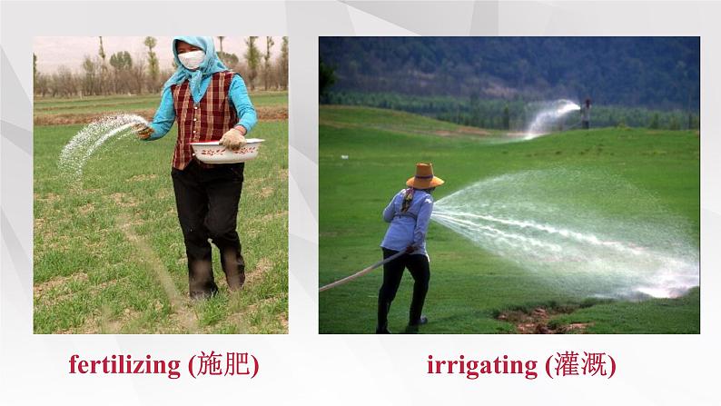 新人教版高中英语选择性必修一Unit5Working the Land-Reading and Thinking课件第8页