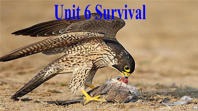 外研版(2019)高中英语选择性必修二 Unit 6 Survival Presenting ideas 课件02