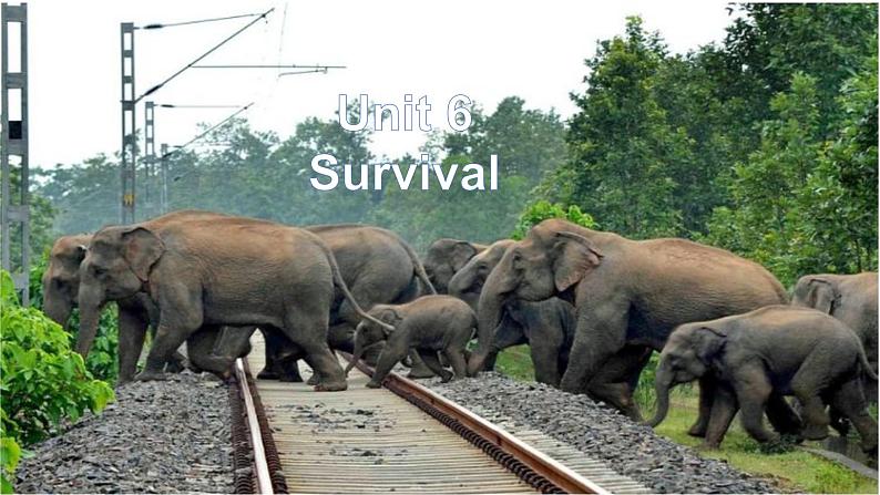 外研版(2019)高中英语选择性必修二 Unit 6 Survival Understanding ideas 课件02