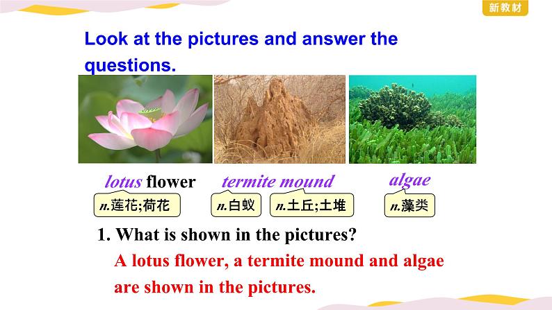 外研版(2019)高中英语选择性必修三 Unit 5 Learning from nature Understanding ideas 课件第8页