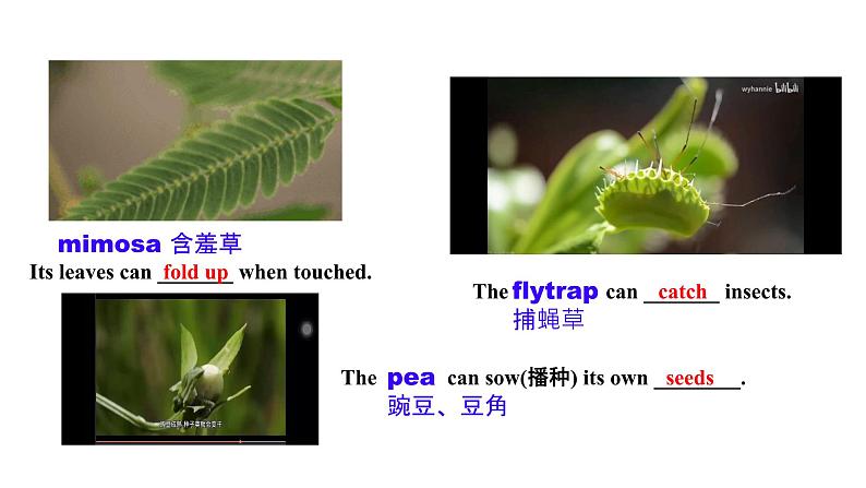 Unit 5 Revealing nature Developing ideas 课件高中英语外研版(2019)选择性必修第一册第3页