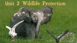 Unit2 Wildlife protection listening and speaking課件和教案高中英語人教版（2019）必修第二冊