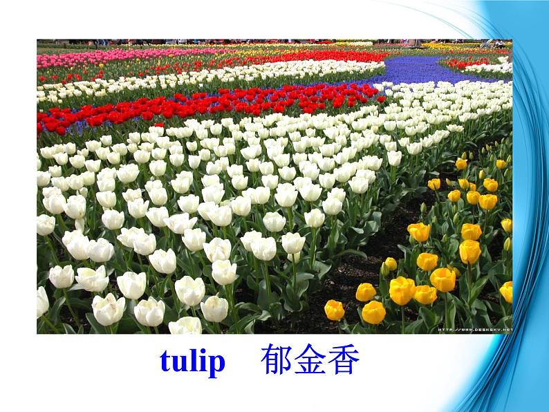 高中英语(人教版)选修九 同步课件 U4P1 Warming up and reading08