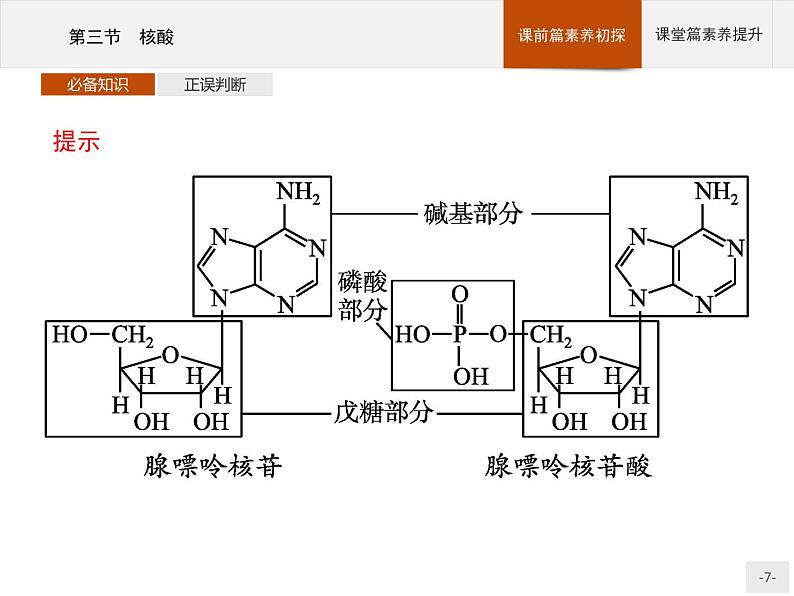 4.3 核酸 课件(25张ppt)+练习(含解析)07
