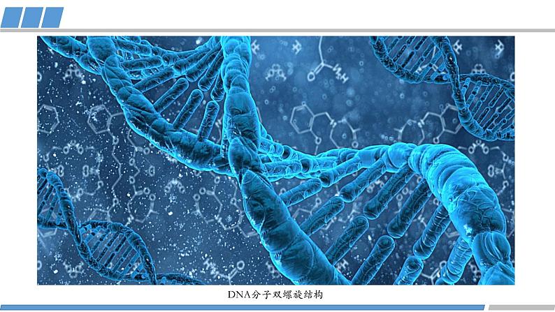 高中 高二 化学选择性必修2 第二章 第二节 第2课时 多样的分子空间结构 教学课件第3页