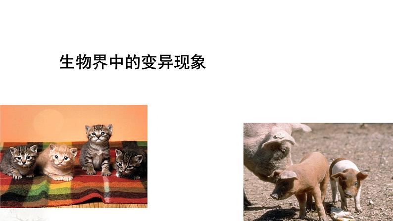 【新教材精创】5.1 基因突变和基因重组 课件(1)-人教版高中生物必修2遗传与进化(共32张PPT)第2页