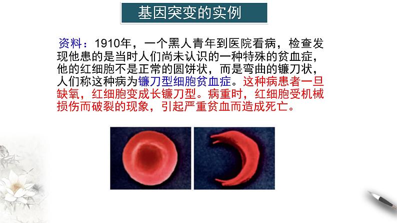 【新教材精创】5.1 基因突变和基因重组 课件(1)-人教版高中生物必修2遗传与进化(共32张PPT)第5页