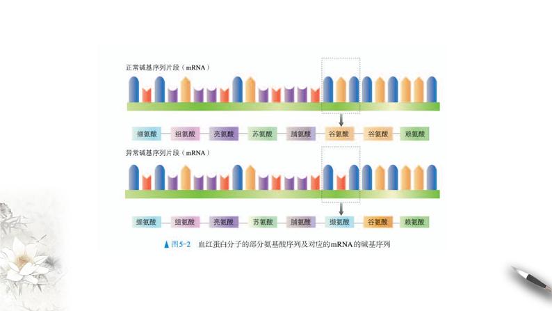 【新教材精创】5.1 基因突变和基因重组 课件(1)-人教版高中生物必修2遗传与进化(共32张PPT)第6页