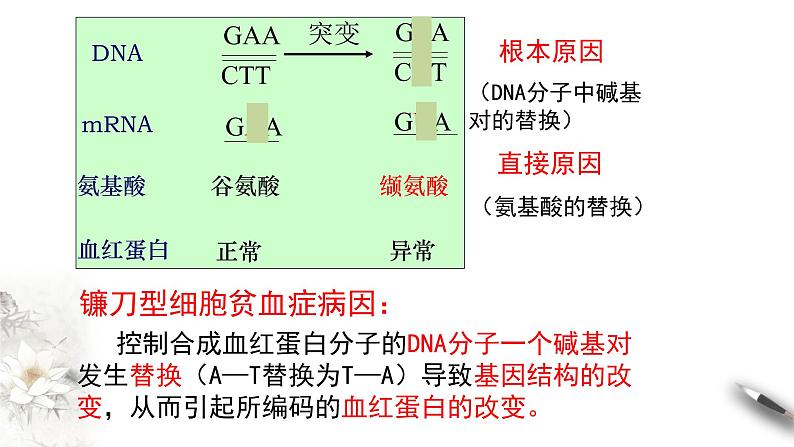【新教材精创】5.1 基因突变和基因重组 课件(1)-人教版高中生物必修2遗传与进化(共32张PPT)第7页