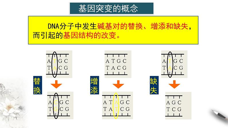 【新教材精创】5.1 基因突变和基因重组 课件(1)-人教版高中生物必修2遗传与进化(共32张PPT)第8页