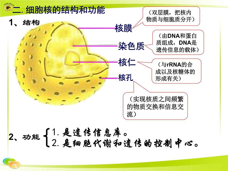 2023届高三一轮复习生物:必修1+第3章+细胞膜+细胞核课件06