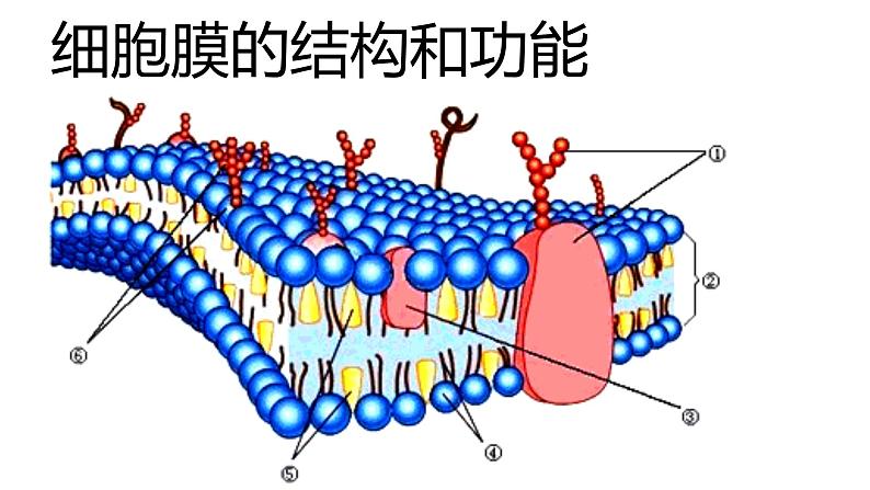 2023届高三一轮复习:细胞膜的结构与功能课件第1页