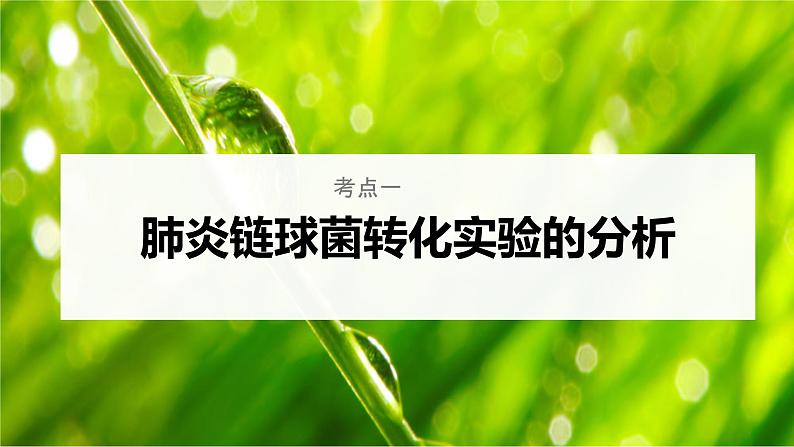 【备战2023高考】生物考点全复习——第25讲《DNA是主要的遗传物质》复习课件(新教材新高考)第5页