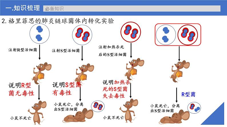 【备战2023高考】生物考点全复习——第25讲《DNA是主要的遗传物质》复习课件(新教材新高考)第8页