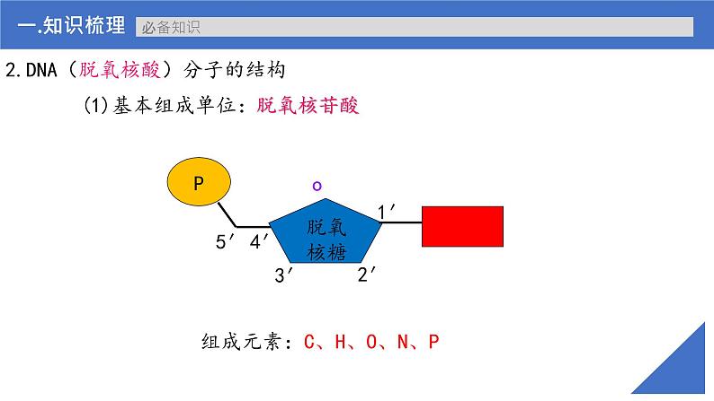 【备战2023高考】生物考点全复习——第26讲《DNA分子的结构及基因的概念》复习课件(新教材新高考)08