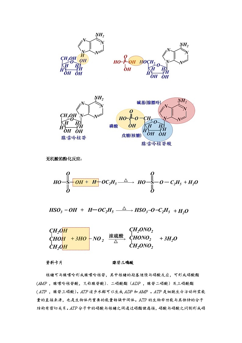 高二化学人教版(2019)选择性必修3 4.3 核酸 教案(共一课时)03