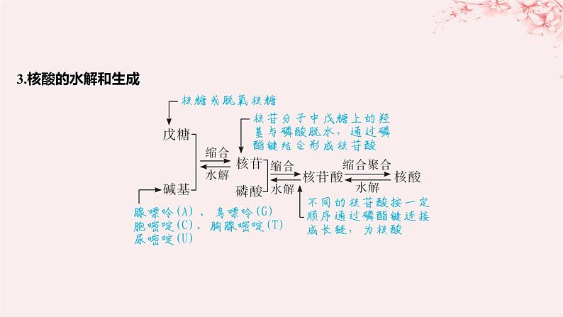 江苏专用2023_2024学年新教材高中化学专题6生命活动的物质基础__糖类油脂蛋白质第二单元蛋白质第二课时核酸的结构及生物功能课件苏教版选择性必修306
