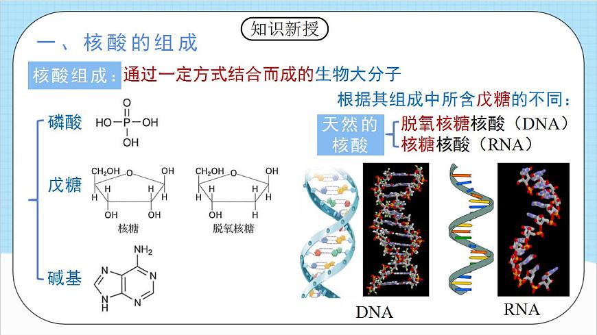 4.3《核酸》(教學課件)人教版高中化學選擇性必修3第3頁
