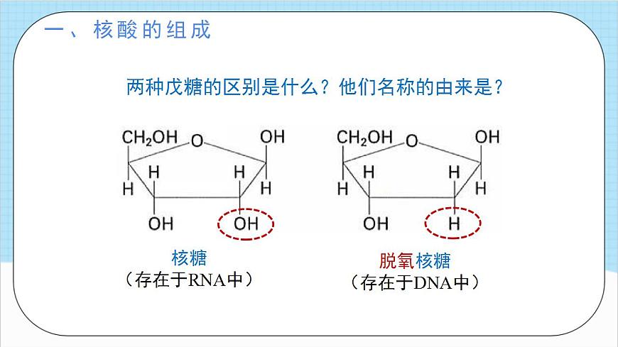 4.3《核酸》(教學課件)人教版高中化學選擇性必修3第4頁