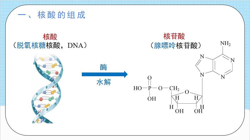 4.3《核酸》(教學課件)人教版高中化學選擇性必修3第6頁