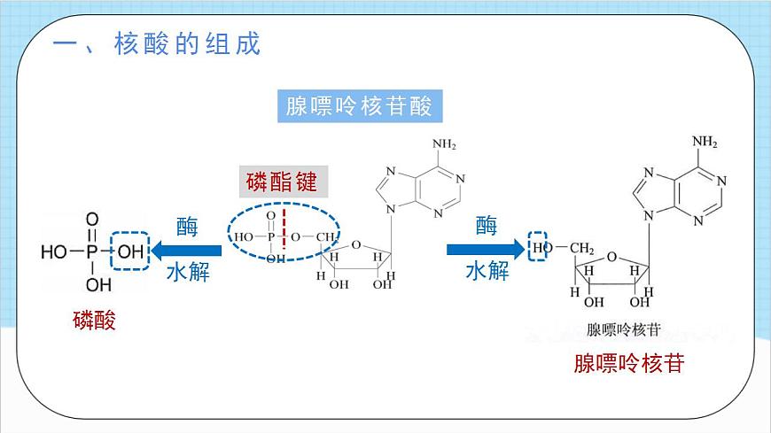 4.3《核酸》(教學課件)人教版高中化學選擇性必修3第7頁