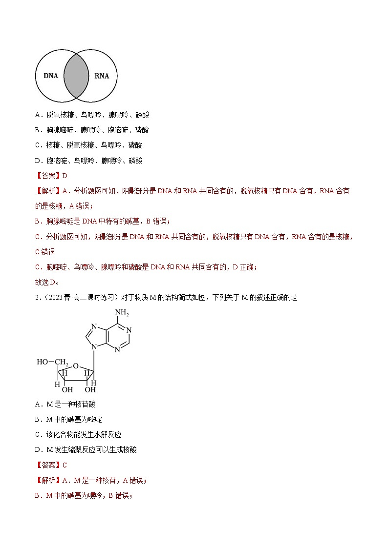 人教版高中化学选择性必修三精品同步讲义4.3 核酸(精讲)(含解析)03