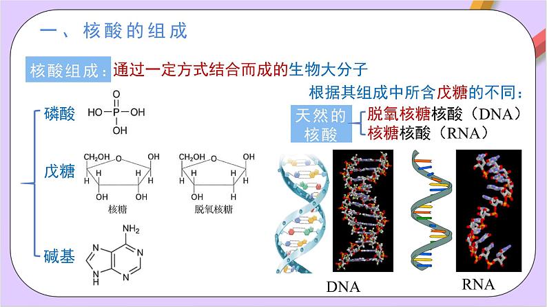 人教版高中化学选修三4.3《 核酸》 课件02