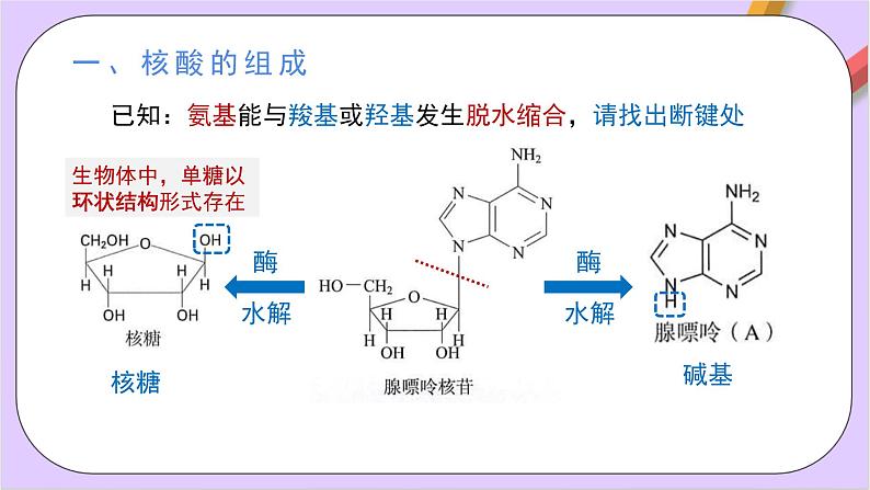 人教版高中化学选修三4.3《 核酸》 课件07