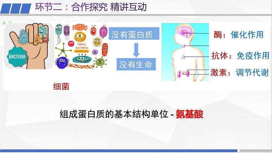 [4.2.2]蛋白質(zhì)（第2課時(shí)，蛋白質(zhì)及酶）2023-2024學(xué)年高二化學(xué)人教版（2019）選擇性必修3課件第4頁