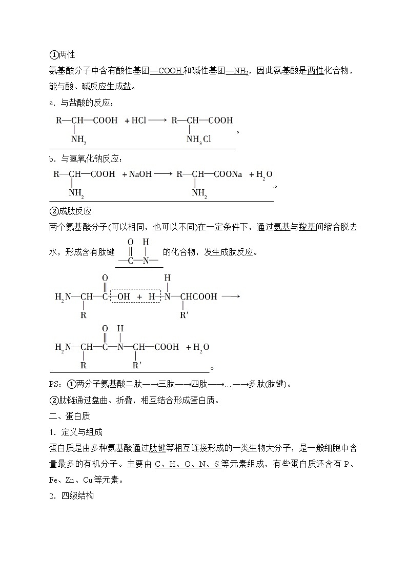 4.2.1 蛋白质 讲义 高中化学人教版(2019)选择性必修3第2页