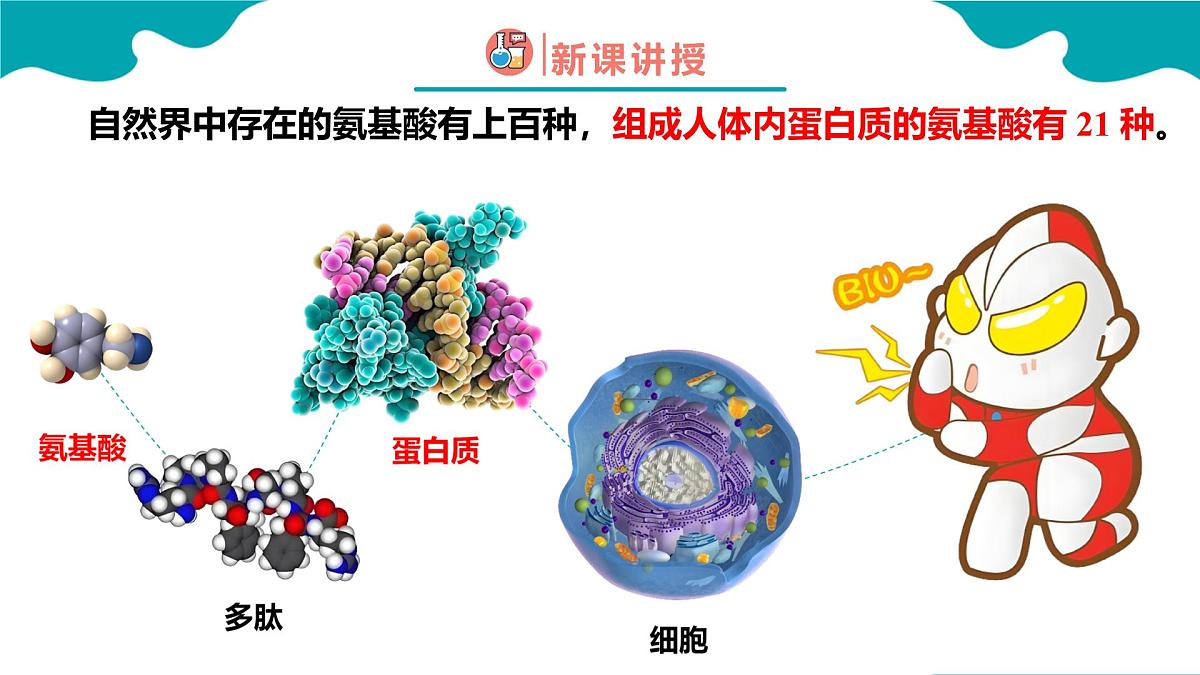 2024-2025学年高二化学(人教版2019选择性必修3)第四章第二节蛋白质课件第4页