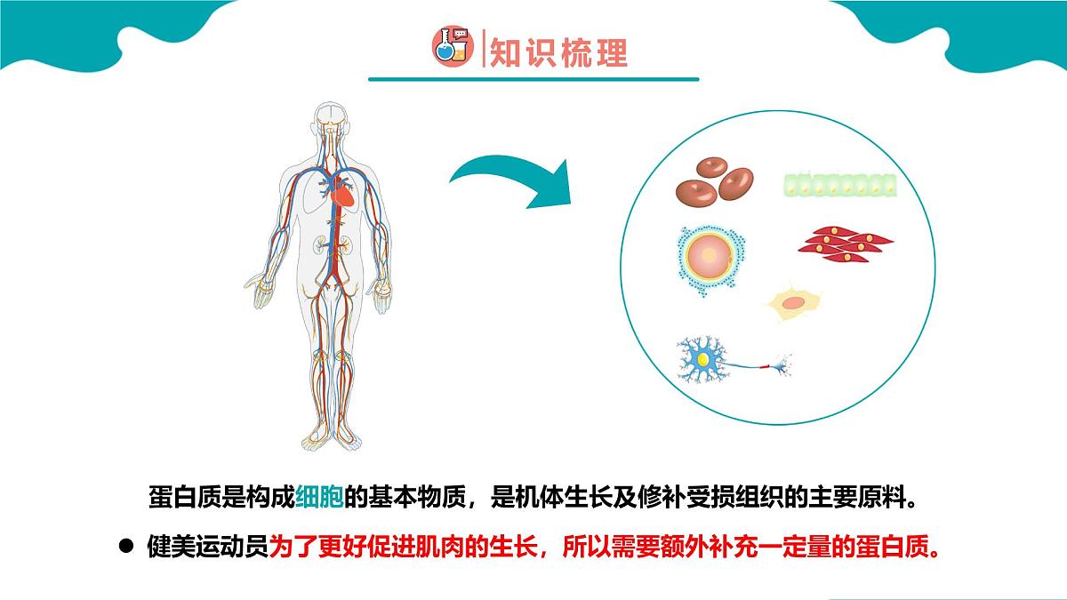 2024-2025学年高一化学(人教版2019必修二)7-4-2基本营养物质(2)课件第4页